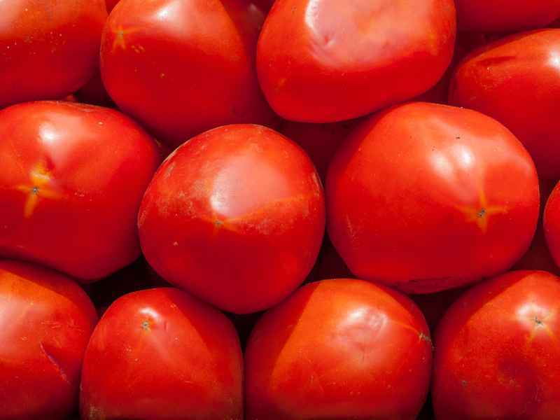 گوجه فرنگی در مشهد