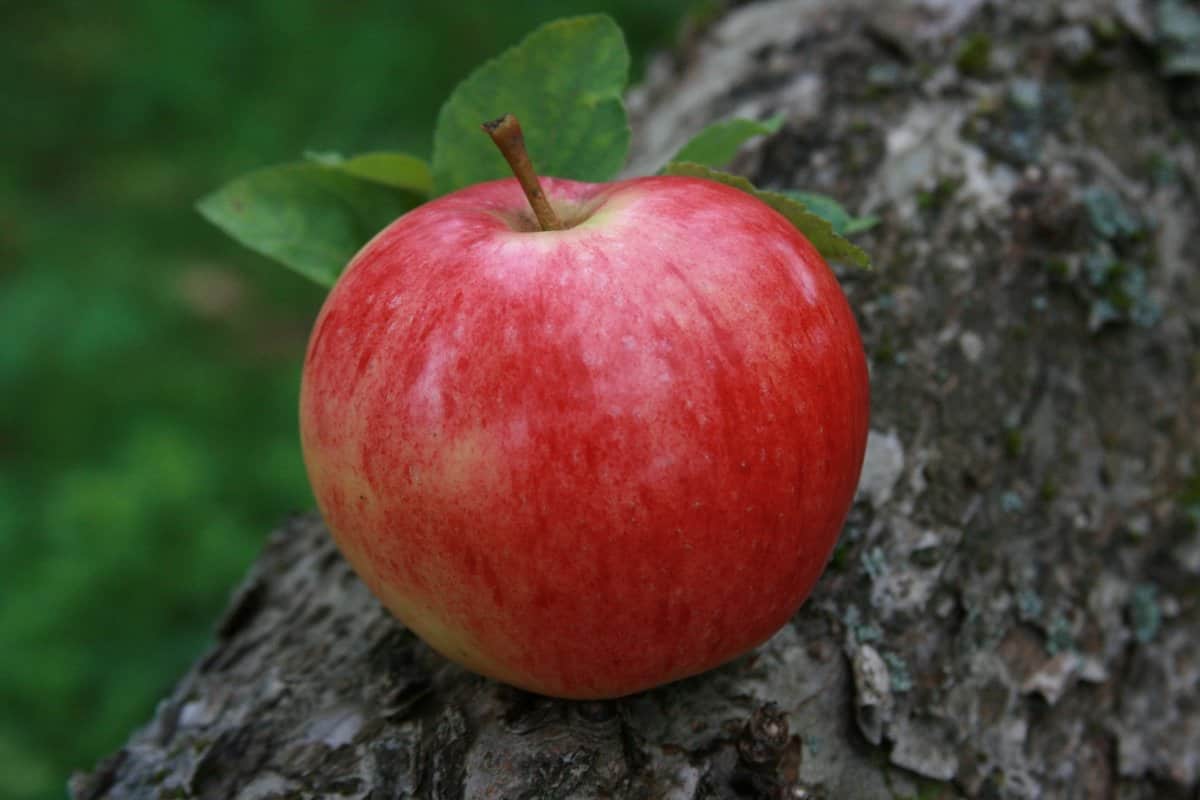 سیب قرمز نرم