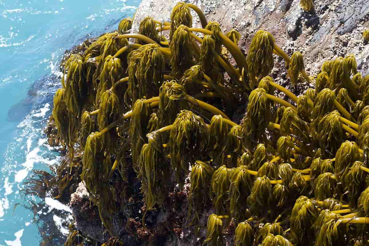 ماسک جلبک دریایی