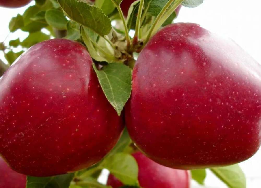 سیب تو سرخ ایران
