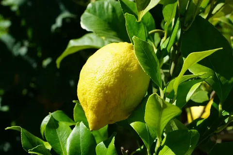 Sweet Lemon Tree Price