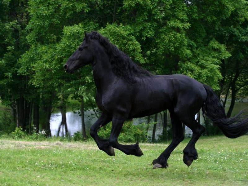 اسب خوشگل مشکی