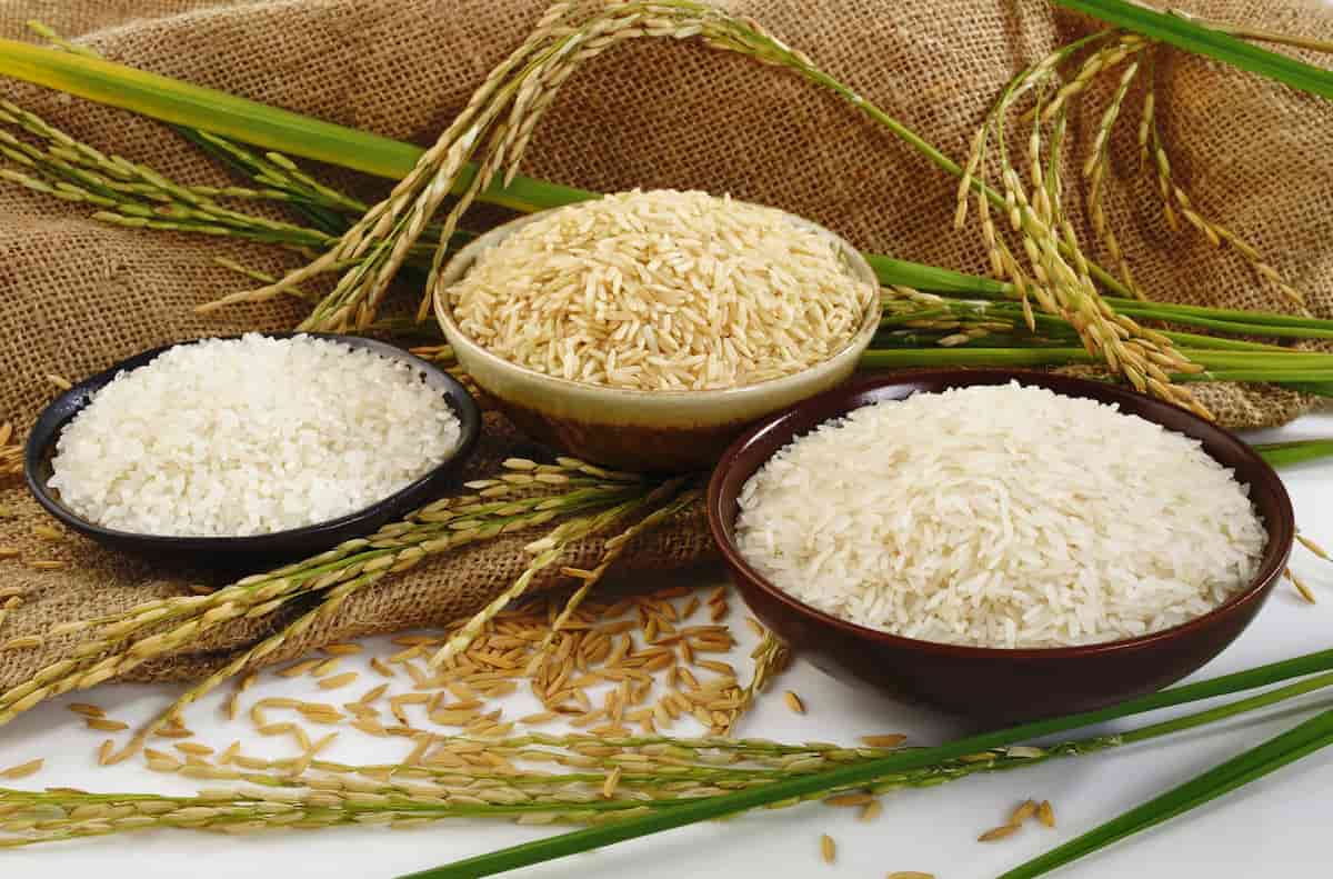 برنج  برای کبد چرب