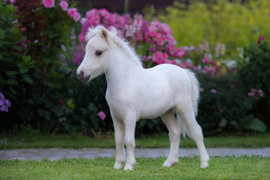 اسب مینیاتوری سفید