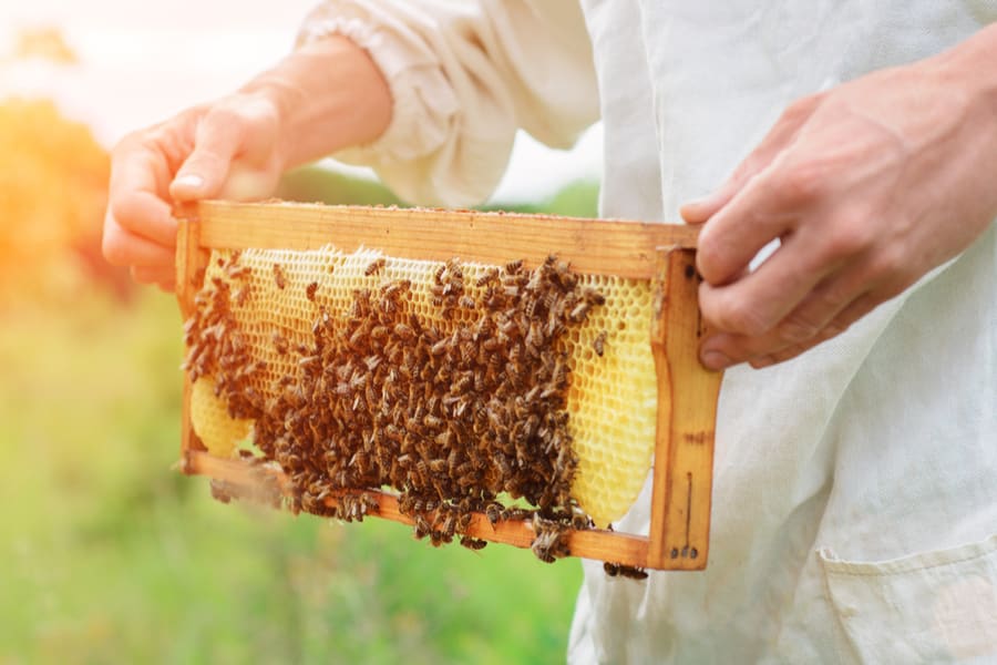 عسل طبیعی پاستوریزه
