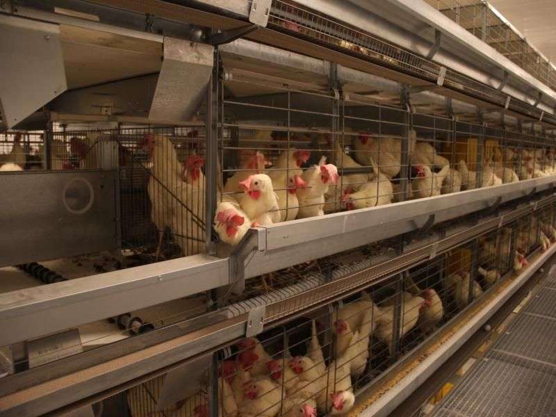 تولید کننده قفس مرغ تخمگذار
