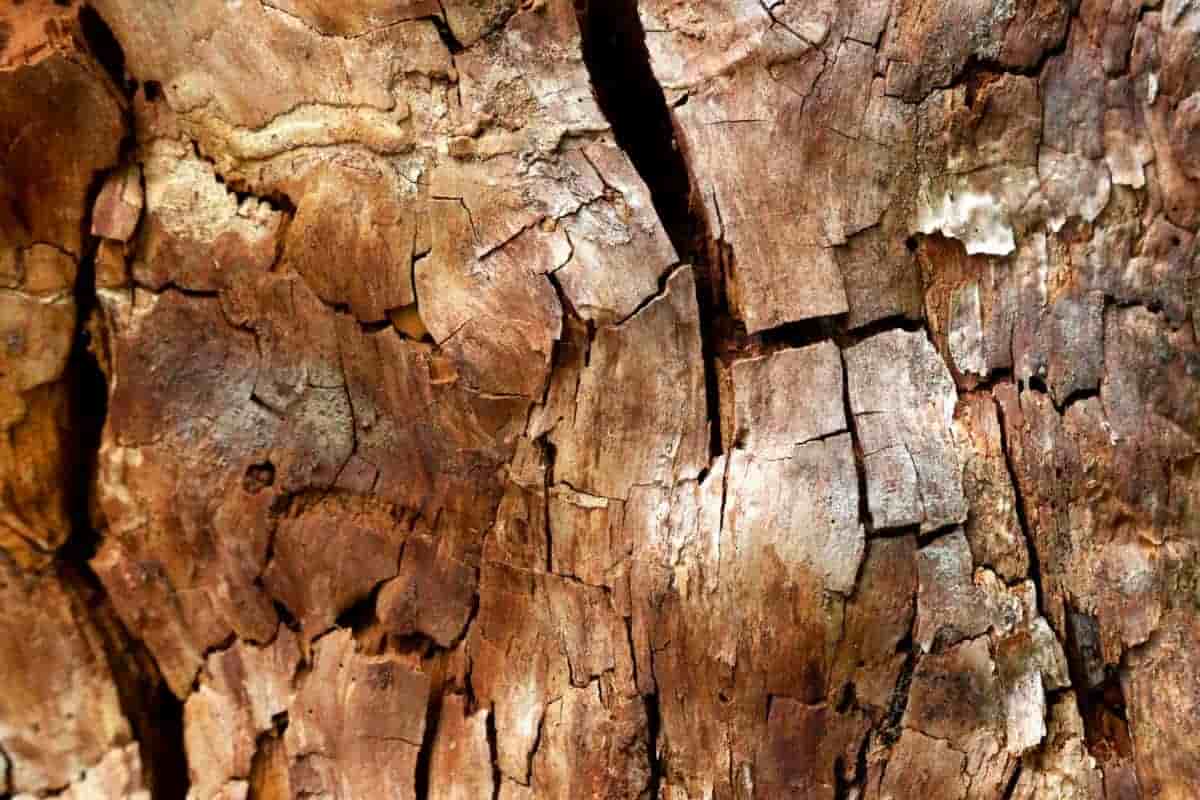 چوب ایران