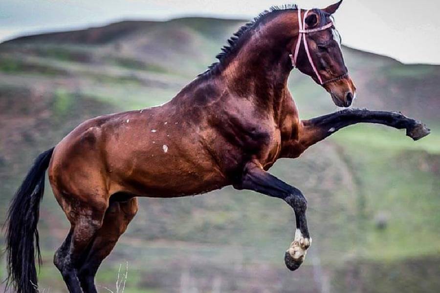 اسب ترکمن سیاه