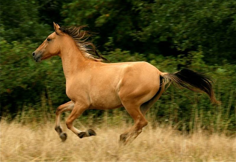اسب ایرانی اصیل