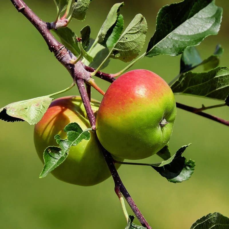 سیب درختی سوخاری