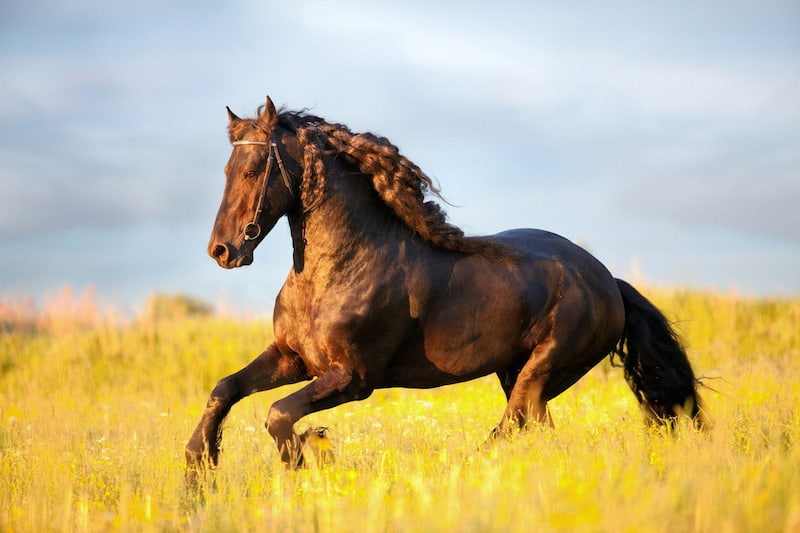  اسب دره شور قشقایی 