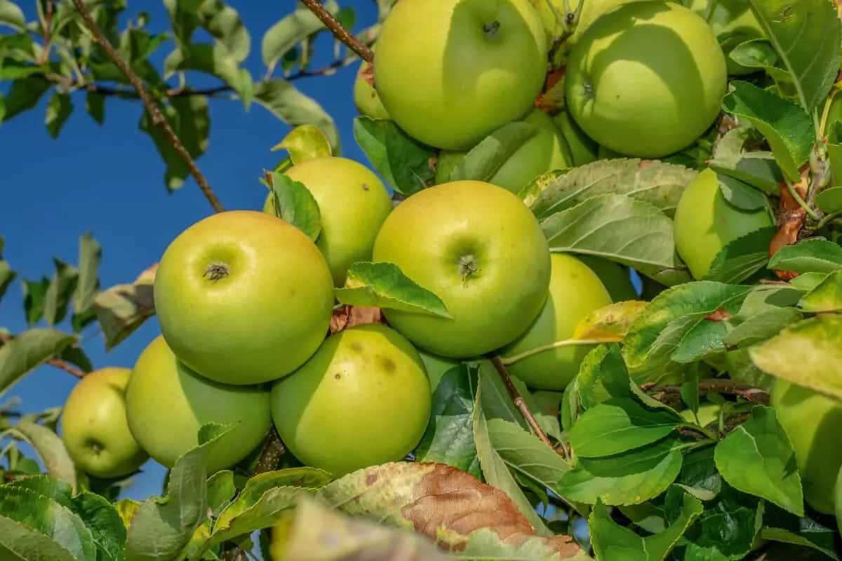 سیب درختی برای معده