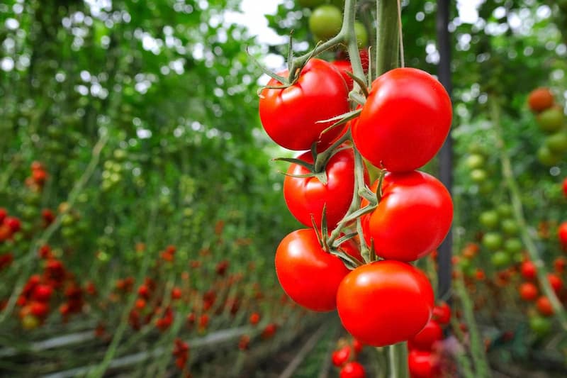 گوجه گلخانه ای صادراتی