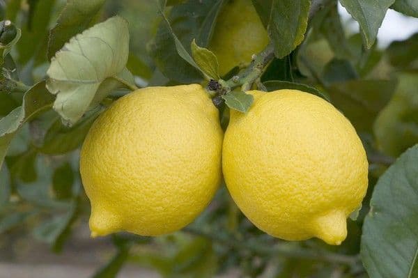 لیمو ترش ضد سرماخوردگی