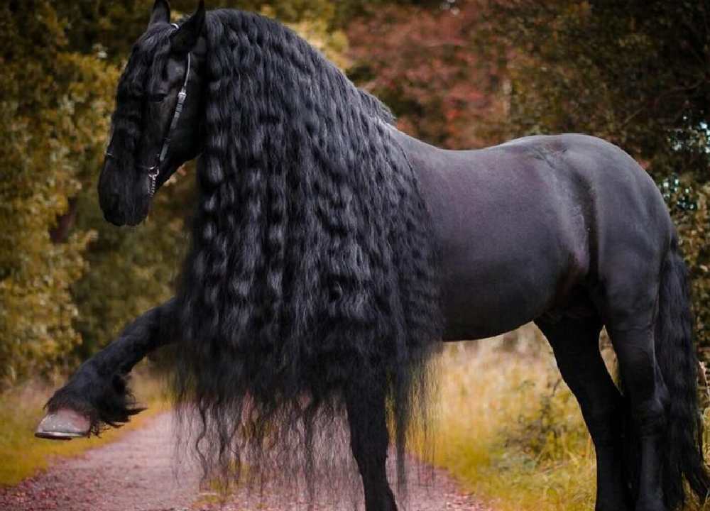 اسب انگلیسی سیاه