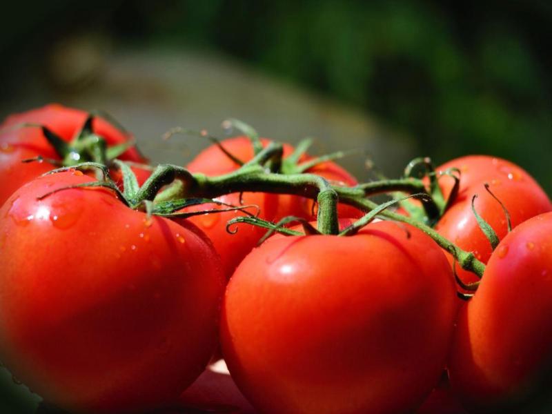 گوجه فرنگی در میدان بار مشهد