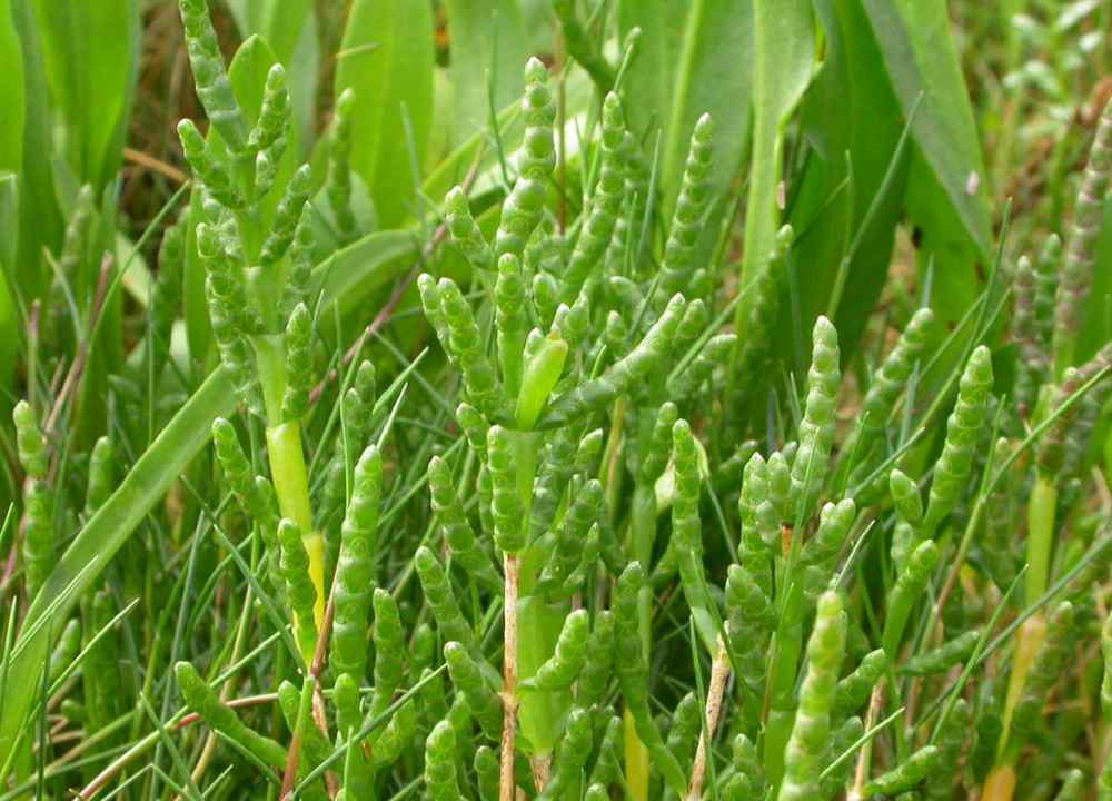 بذر گیاه سالیکورنیا
