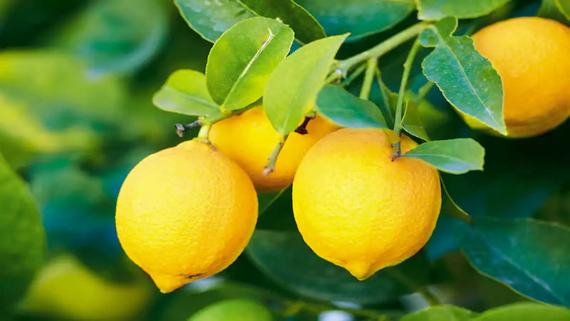 لیمو ترش ضد عفونی