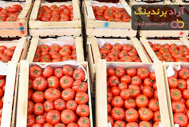 قیمت گوجه فرنگی در میدان