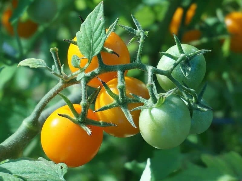 گوجه فرنگی گیلاسی صادراتی