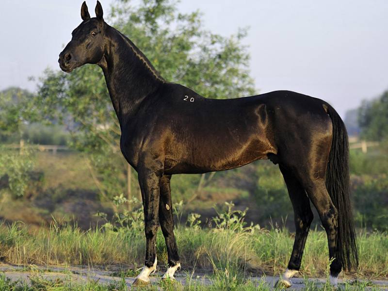 اسب عرب اصل