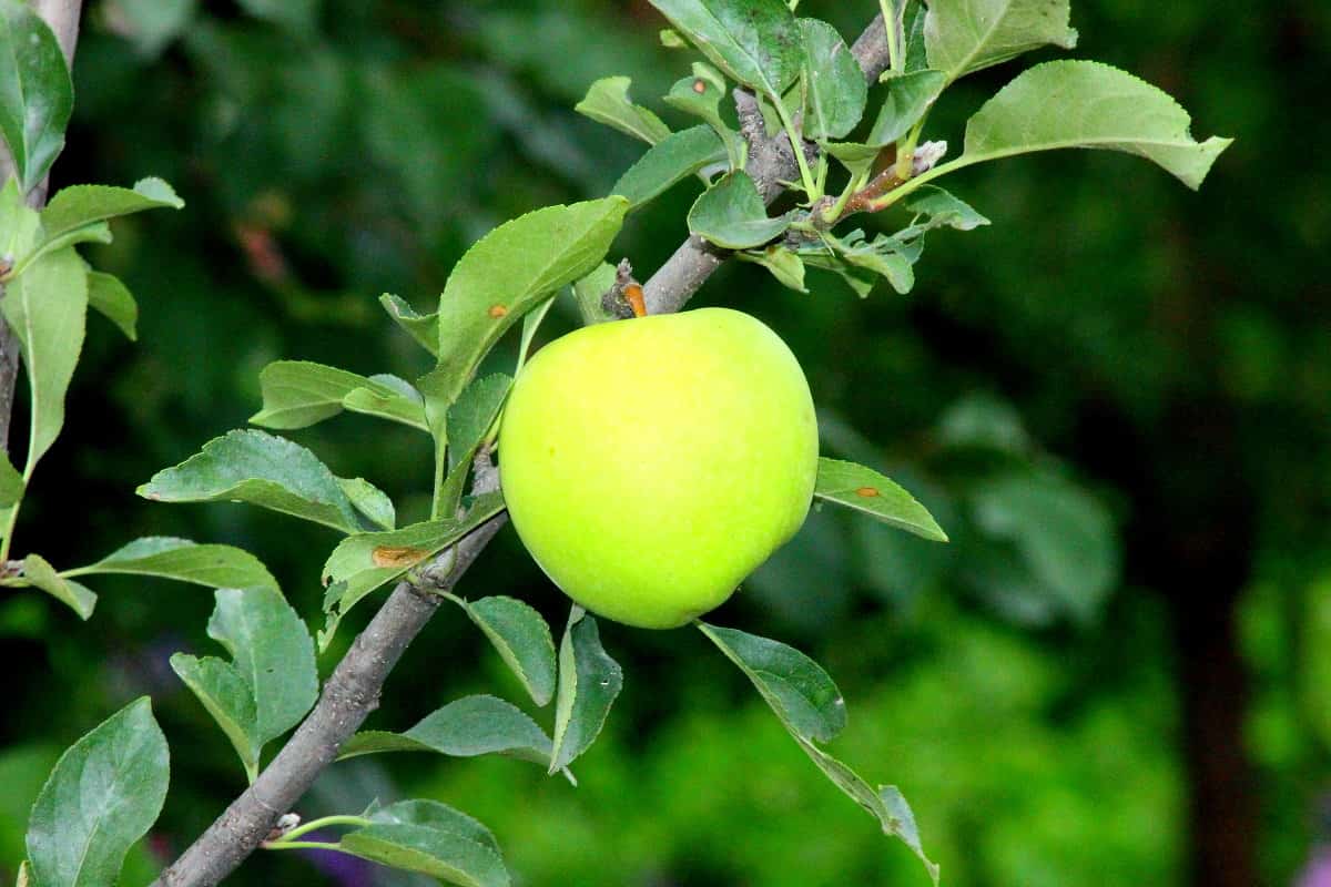 سیب درختی گالا