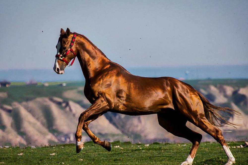 اسب ترکمن جرگلانی