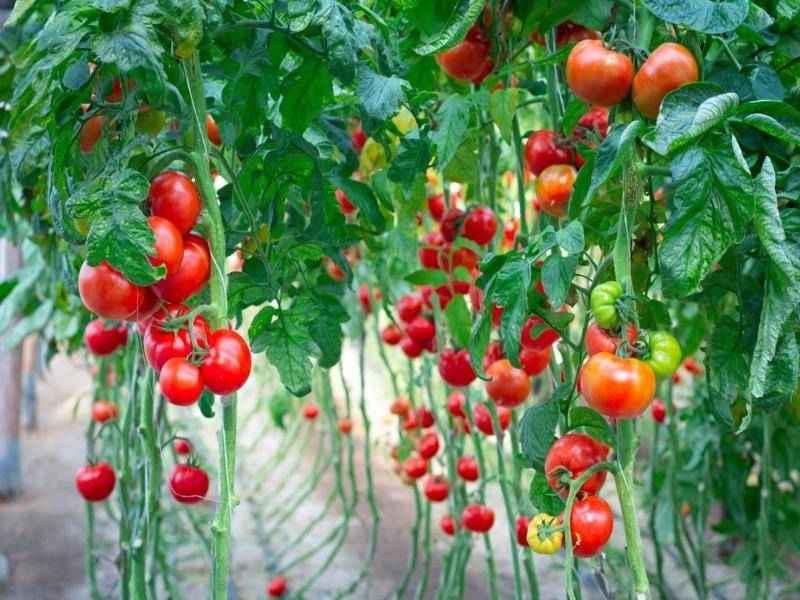 گوجه فرنگی به ترکی آذری