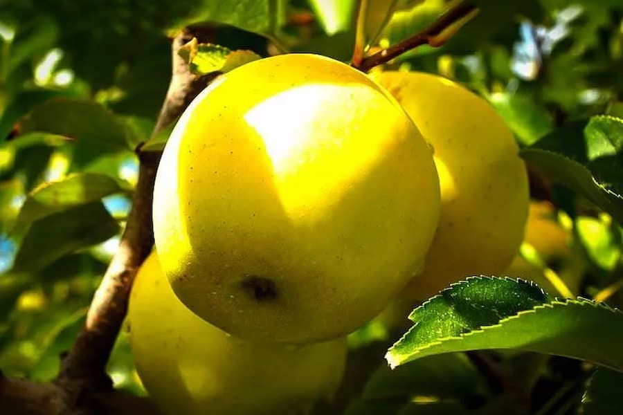 سیب زرد شیراز