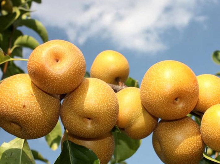 میوه گلابی پرتقالی