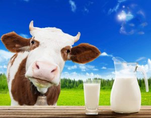خرید بهترین انواع شیر گاو با قیمت ارزان