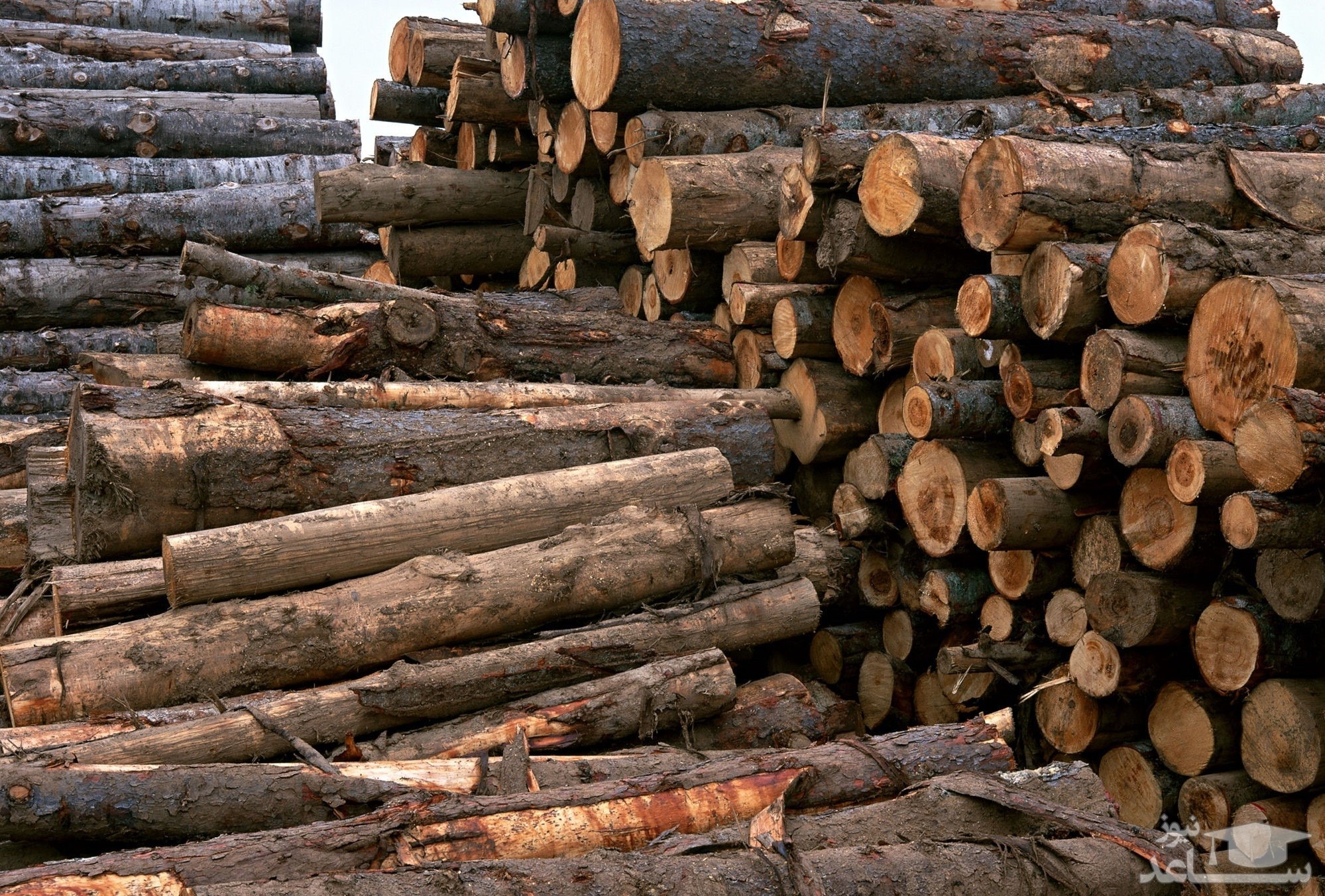 صادرات چوب ممنوع است یا آزاد؟ + آمار