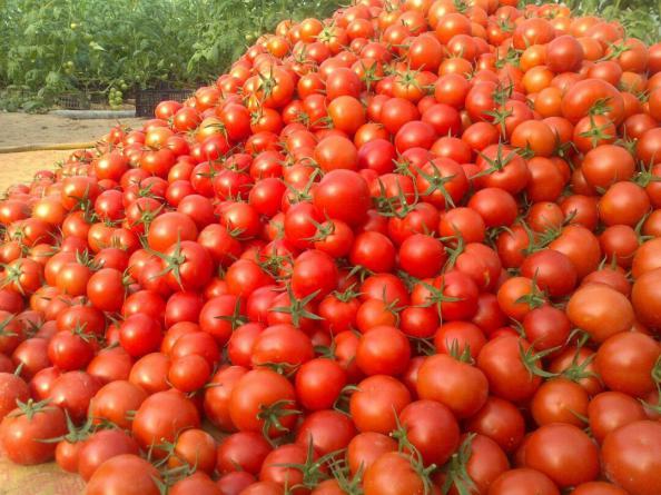 گوجه فرنگی شیرین + قیمت خرید، کاربرد، مصارف و خواص