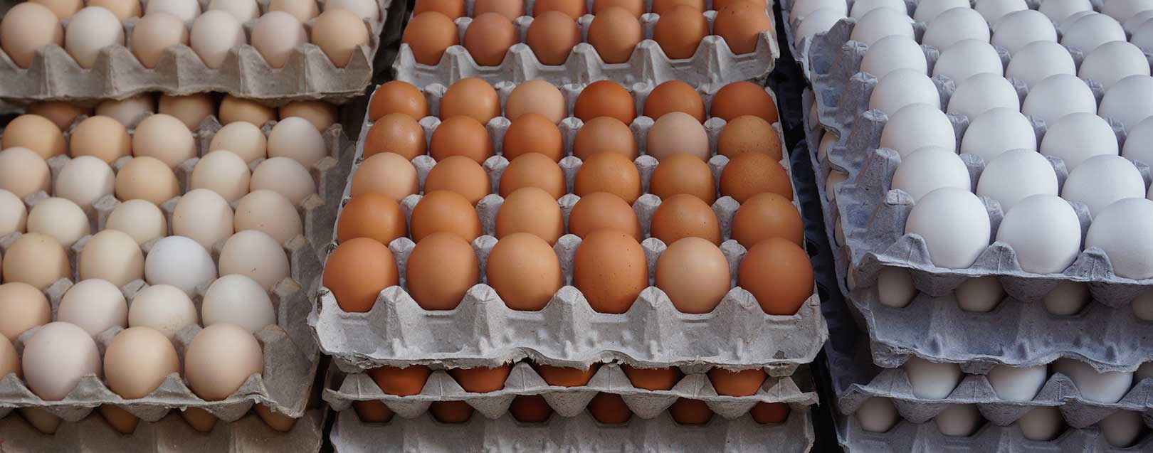 قیمت شانه تخم مرغ مقوایی از تولید به مصرف