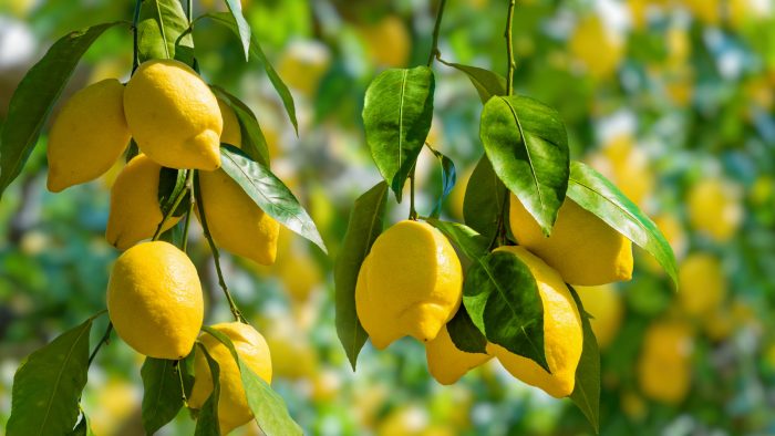 خرید بهترین انواع لیمو ترش با قیمت ارزان