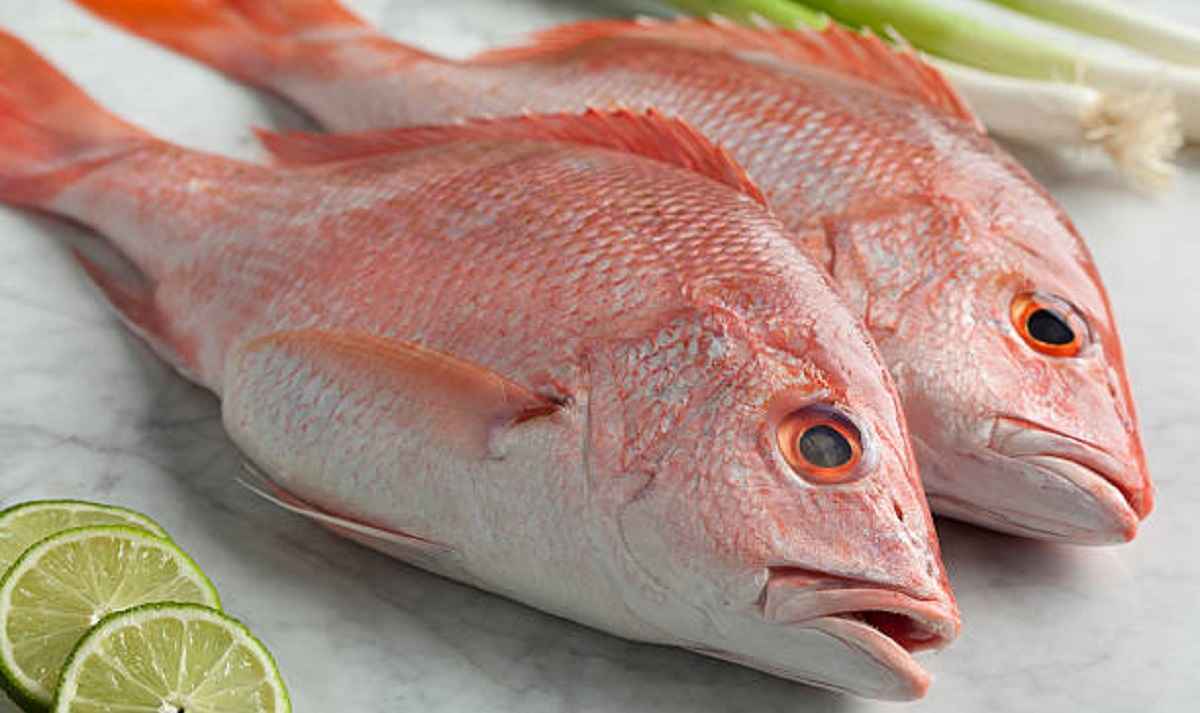 ماهی سرخو | فروشندگان قیمت مناسب ماهی سرخو