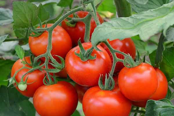 خرید گوجه فرنگی گلخانه ای نیم رس + بهترین قیمت