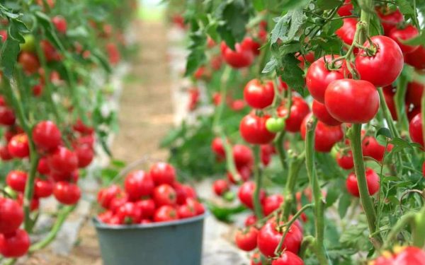 قیمت خرید گوجه فرنگی گلخانه ای + فروش در تجارت و صادرات