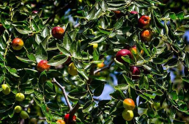 چگونه درخت عناب بکاریم + قیمت خرید