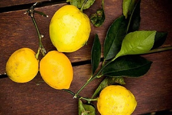 قیمت خرید لیمو شیرین سبز + مشخصات، عمده ارزان