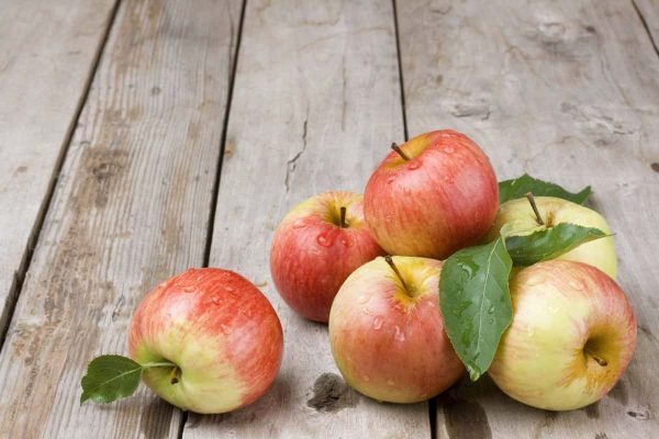 قیمت خرید سیب درختی مینیاتوری + تست کیفیت