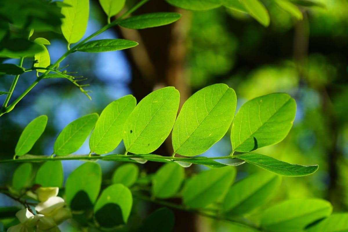 خرید درخت آکاسیا برگ بیدی با قیمت استثنایی