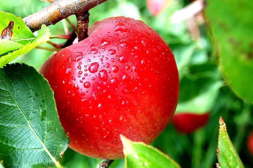 خرید و قیمت انواع سیب درختی قوچان