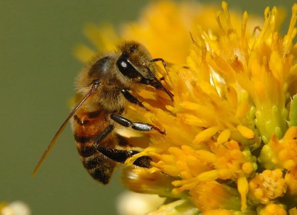 زنبور عسل ملکه (Queen bee) + قیمت خرید عالی