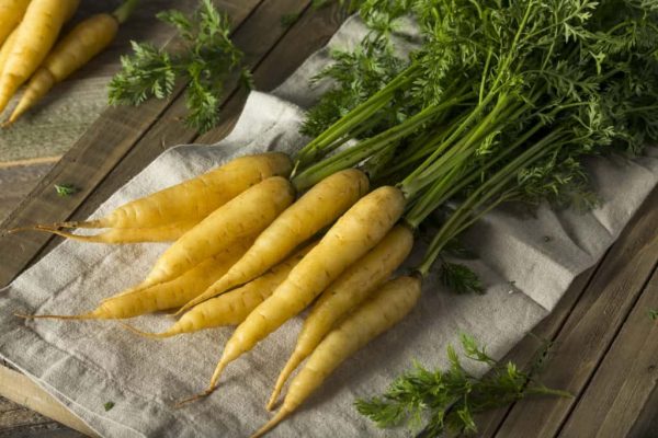 هویج توپی | فروشندگان قیمت مناسب هویج توپی