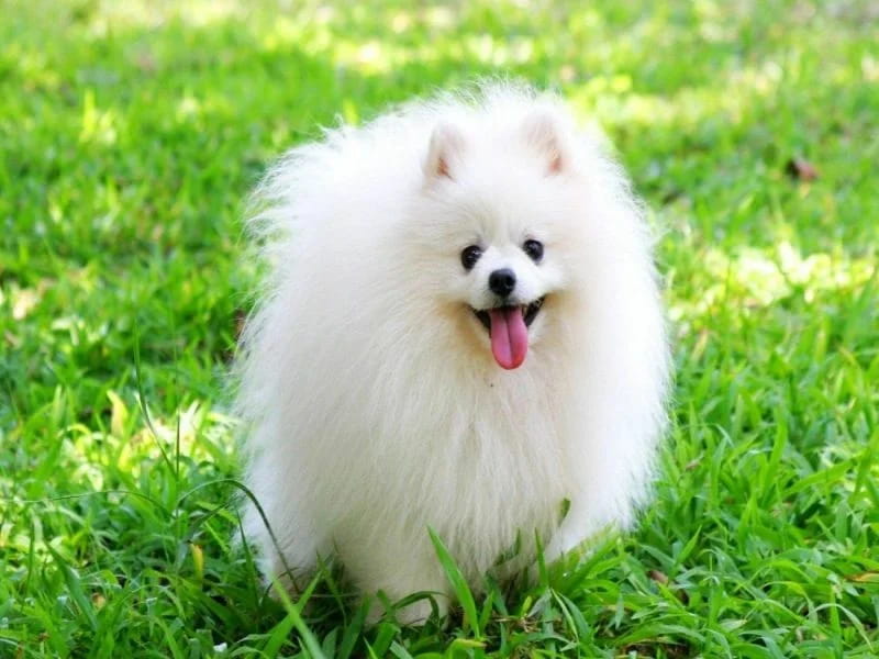 سگ جیبی سفید