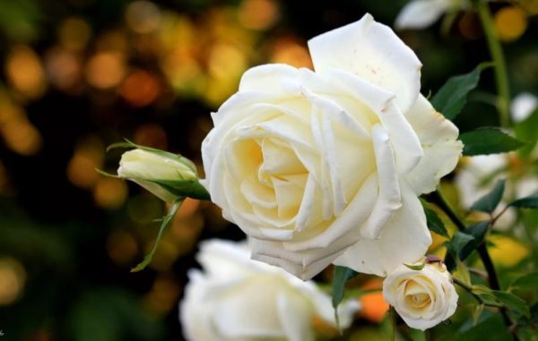 گل رز سفید | فروشندگان قیمت مناسب گل رز سفید