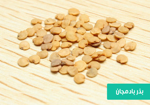 قیمت و خرید بذر بادمجان قلمی سیاه + فروش