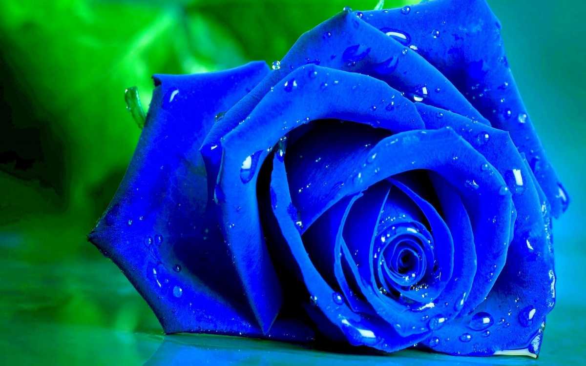 خرید گل رز آبی ایرانی + بهترین قیمت