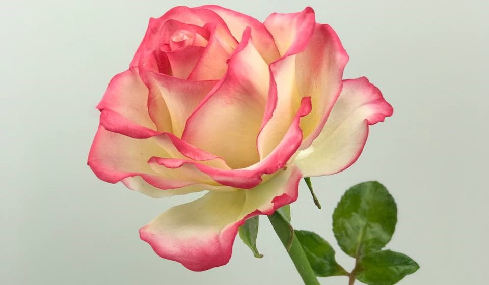 قیمت و خرید گل رز سفید لب صورتی + فروش ارزان